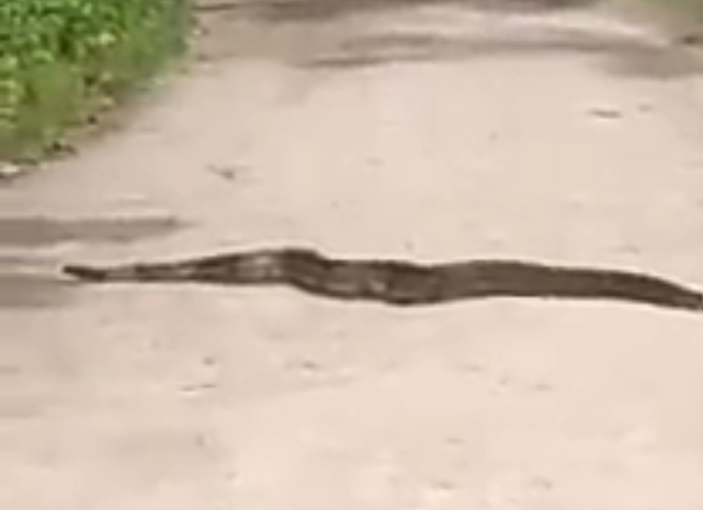 Cobra de dois metros aparece em rua de Niterói (Veja o vídeo)
