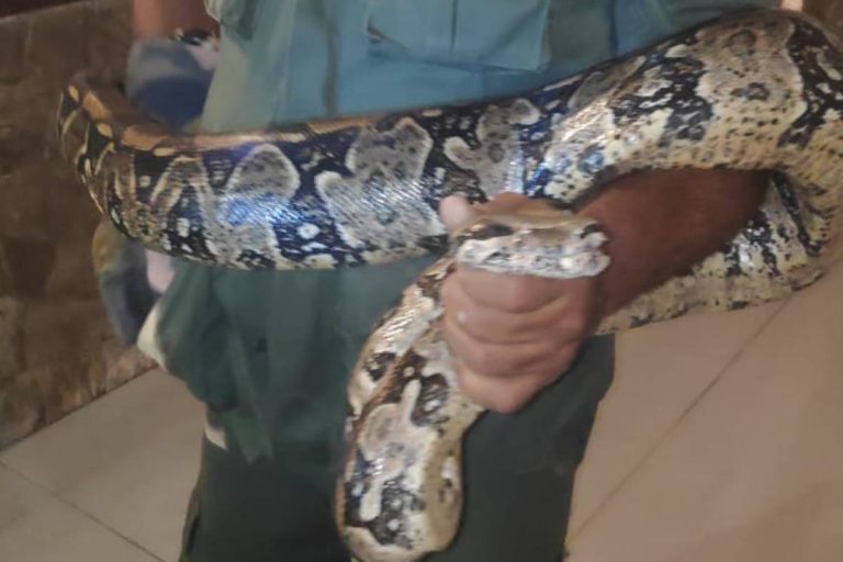 Cobra é resgatada e devolvida à natureza em Niterói