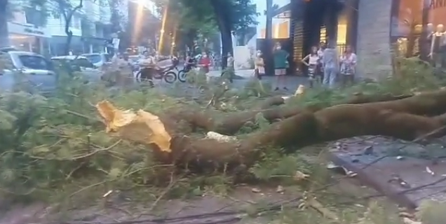 Árvore cai e interdita rua de Icaraí em Niterói