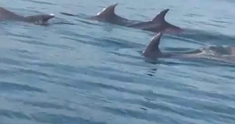 Golfinhos são vistos em praia de Niterói (Veja o vídeo)