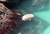 Água-viva gigante é vista na gruta de Ponta Negra (Veja o vídeo)