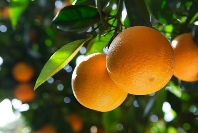 Tanguá é declarada capital da laranja