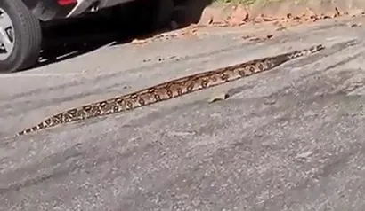 Cobra aparece em praia de Niterói (Veja o vídeo)