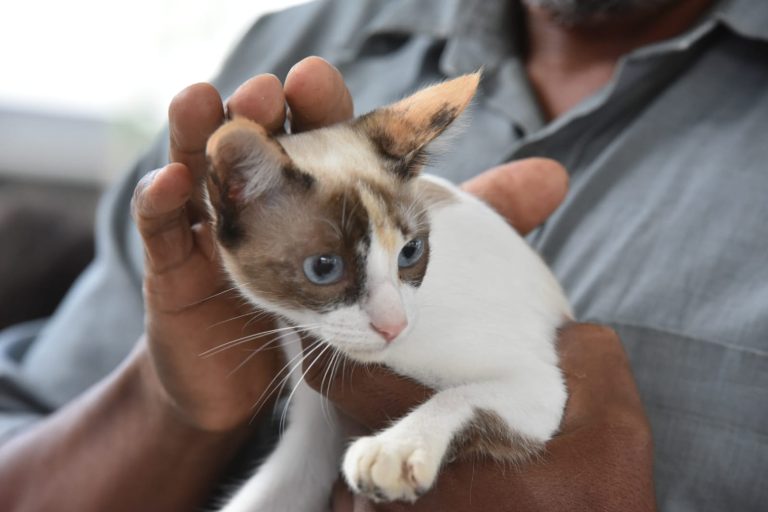 Doze animais ganham novo lar em feira de adoção em Maricá