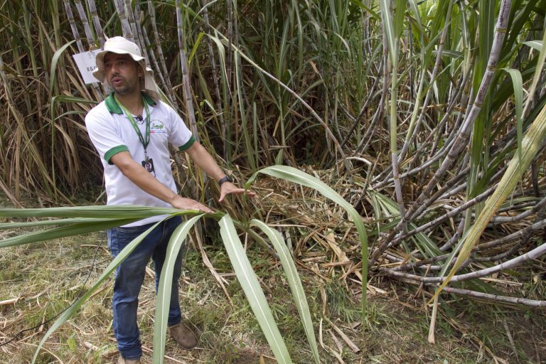 Agricultores de Maricá recebem orientações para iniciar e melhorar o cultivo de cana-de-açúcar