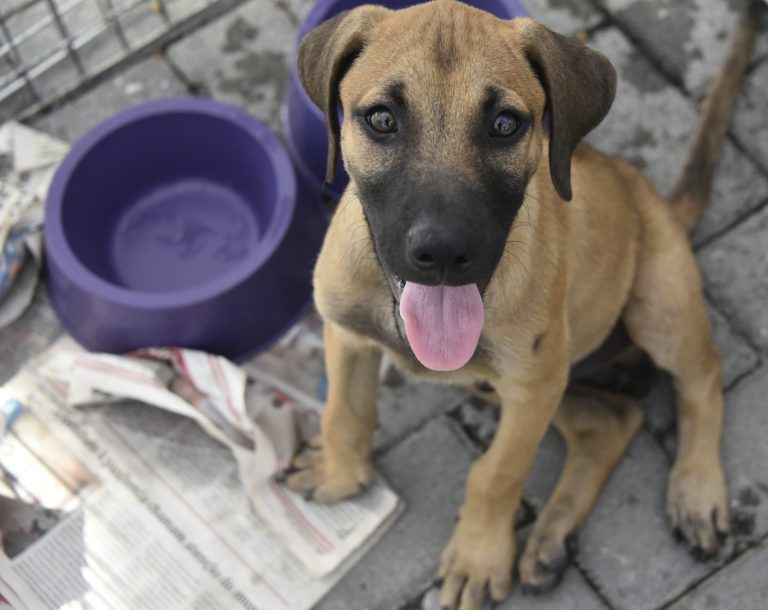 Feira de adoção da Prefeitura de Maricá consegue um novo lar para 23 animais