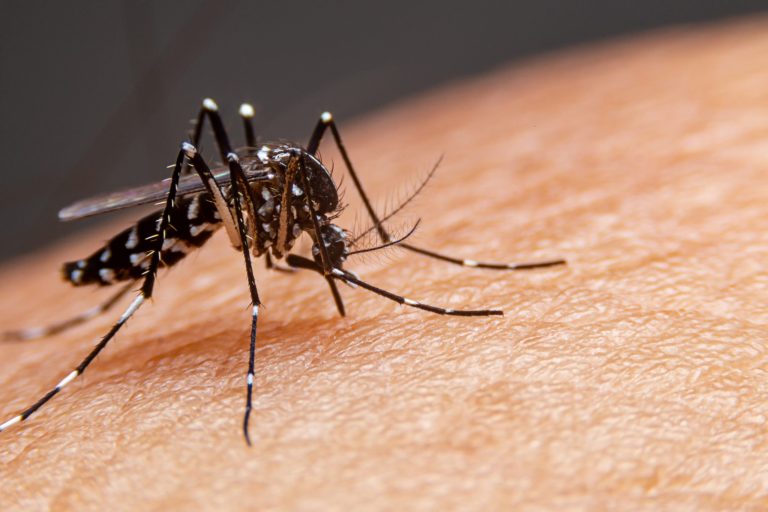Dia D: Alerta de aumento de casos de dengue leva à realização de mutirão de combate ao mosquito transmissor em Tanguá