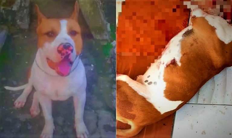 Identificados: policiais responsáveis por matar cachorro a tiros em São Gonçalo
