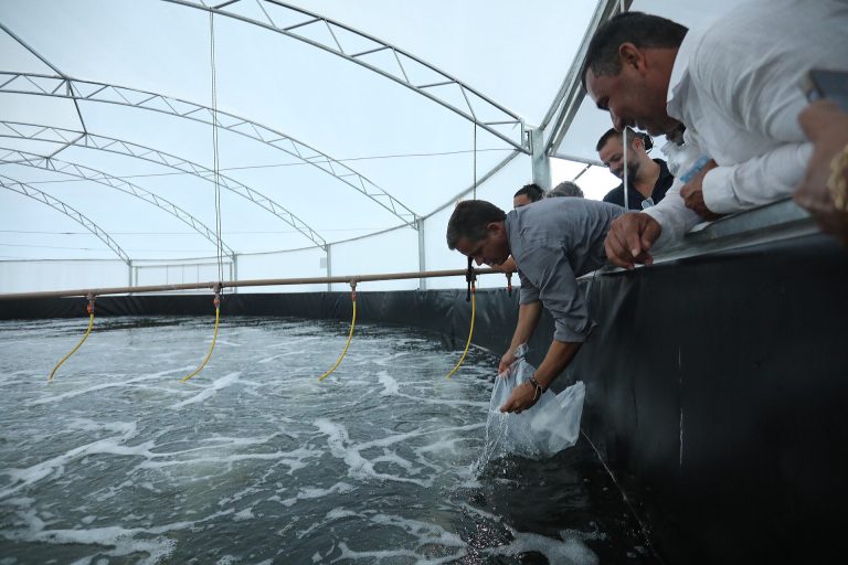 Prefeitura de Maricá inaugura criação de camarões mais resistentes e lucrativos