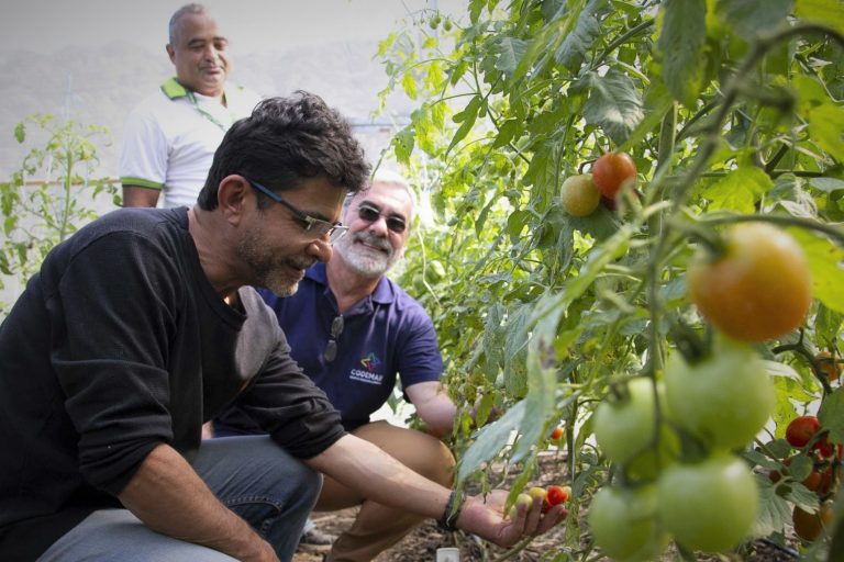 Maricá dá início à colheita de tomates gourmet coloridos na Fazenda Pública Joaquín Piñero