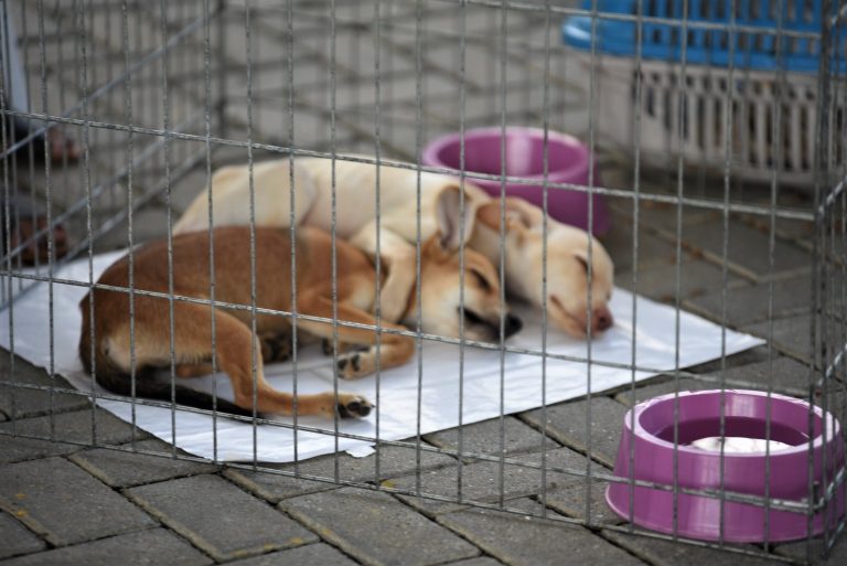 Maricá: Secretaria de Proteção Animal promove feira de adoção de cães e gatos