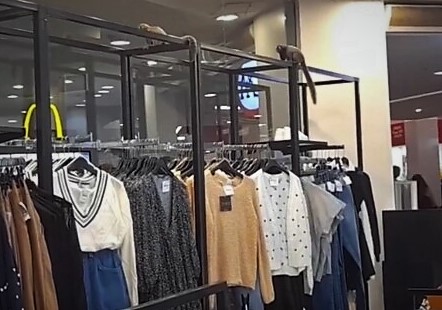 Niterói: Inusitado flagra de micos perambulando por loja de departamento em shopping no Centro