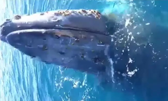 Veja o vídeo; “Encontro surpreendente: Pescadores encaram momento único com colossal baleia em Arraial do Cabo”