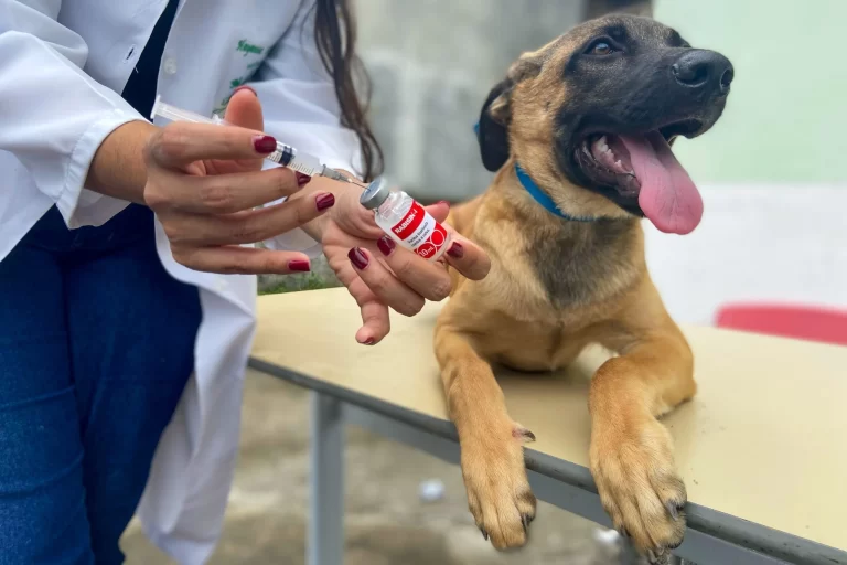 Itaboraí inicia campanha de vacinação antirrábica para cães e gatos a partir de 04/09