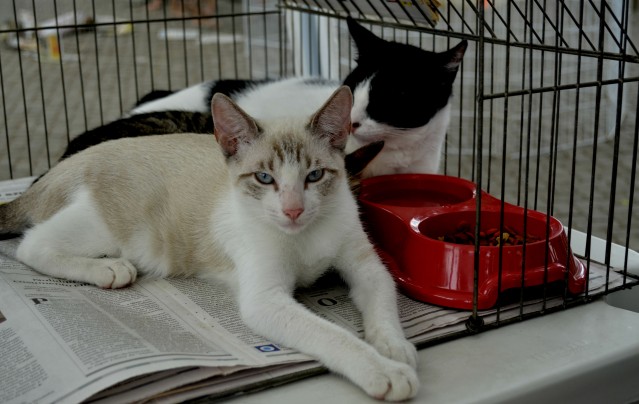 Campanha de adoção de cães e gatos estará em Bambuí neste sábado (16/09)