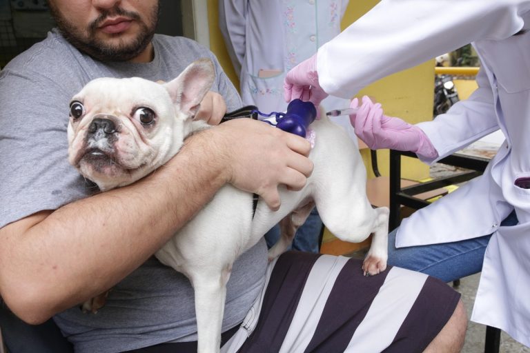 Niterói inicia Campanha de Vacinação Antirrábica Animal no próximo sábado (16)