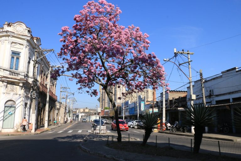 Niterói será sede do VI Encontro Fluminense de Arborização Urbana na próxima semana