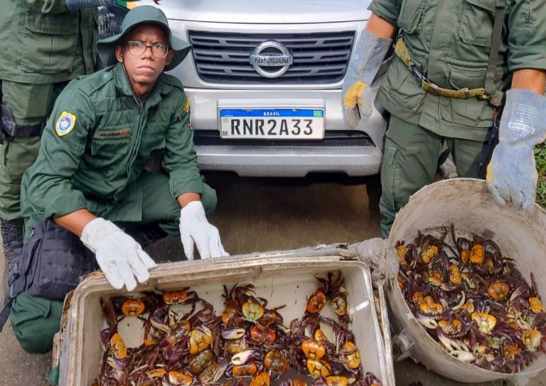 Guarda Municipal de Niterói apreende mais de 600 caranguejos que seriam vendidos ilegalmente