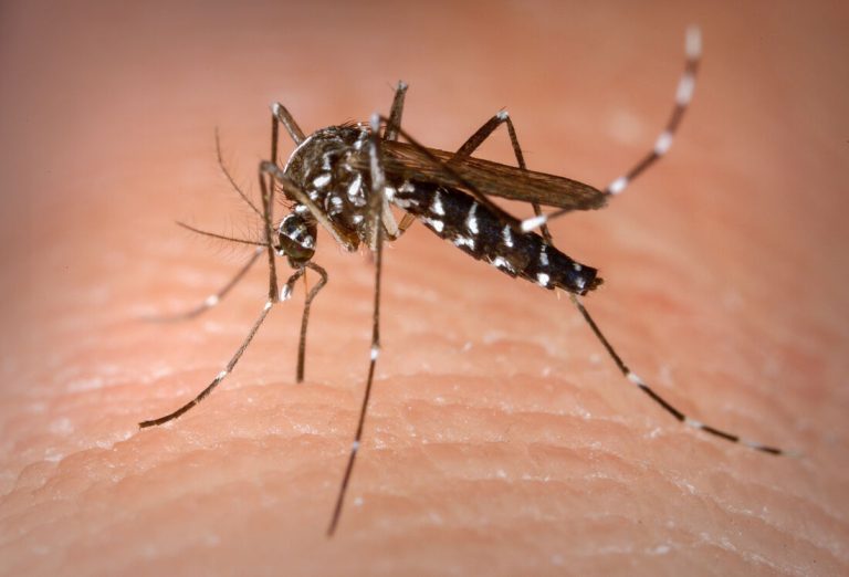 Itaboraí: Secretaria de Saúde orienta para intensificar cuidados no combate ao Aedes Aegypti durante o verão