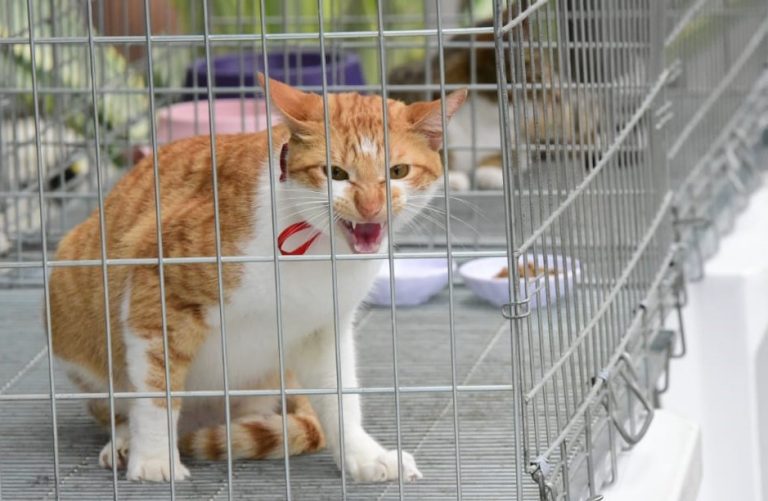Maricá agora realiza inscrições para castração gratuita de cães e gatos todas as segundas-feiras