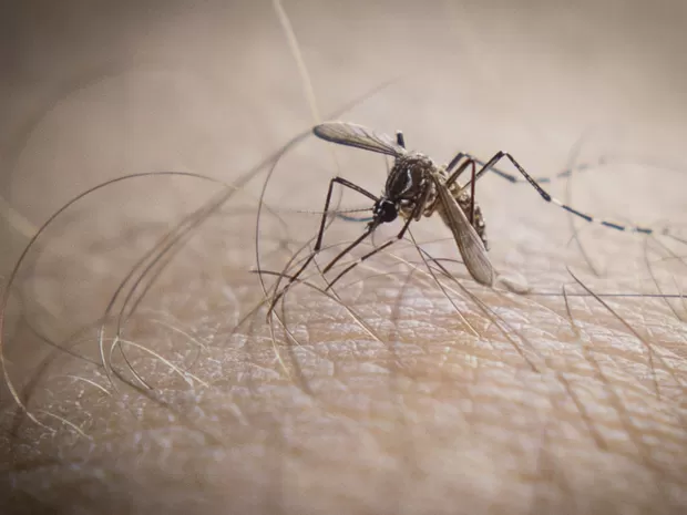 Saúde Brasil ultrapassa meio milhão de casos prováveis de dengue