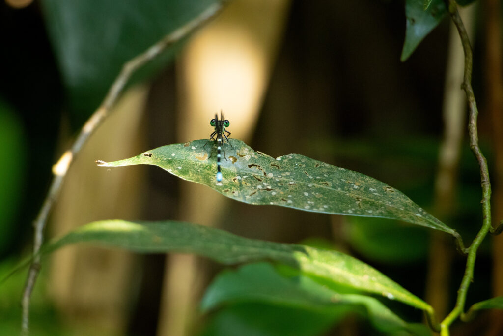 Inventário Faunístico da Enseada de Jurujuba Identifica 600 Espécies