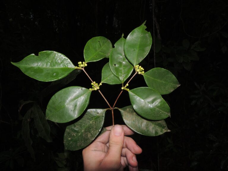 Pesquisadores descobrem árvore frutífera rara em Maricá, única no mundo